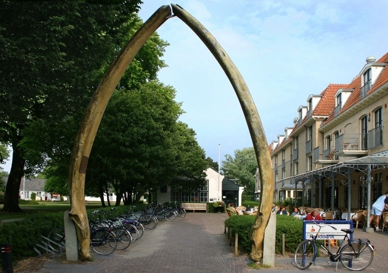Walviskaak pronkt weer op Schiermonnikoog