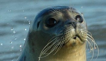 -> photo_of Zeehondentochten Het Sop Texel