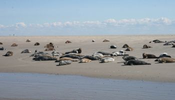-> photo_of Zeehonden Tochtenvlieland