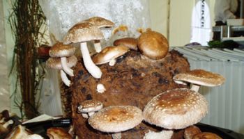 Texelse Paddestoelenkwekerij