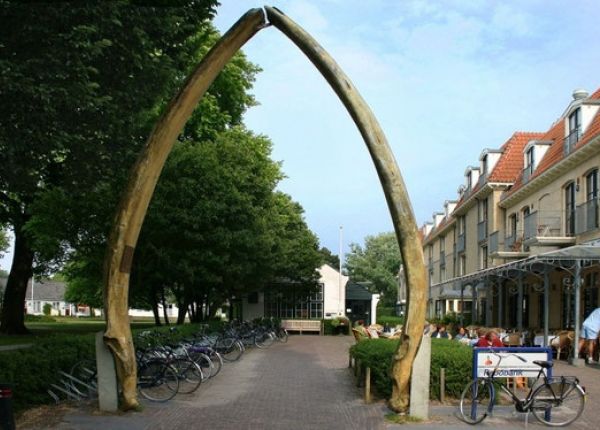 De Walviskaak